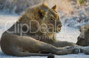 Löwen in Namibia Afrika