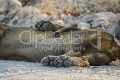 Löwen in Namibia Afrika