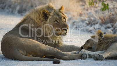 Löwen in Namibia Afrika