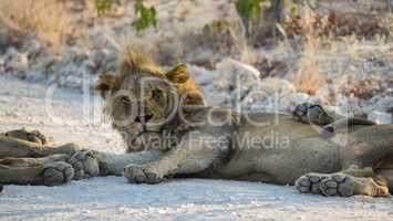 Löwen in Namibia Afrika