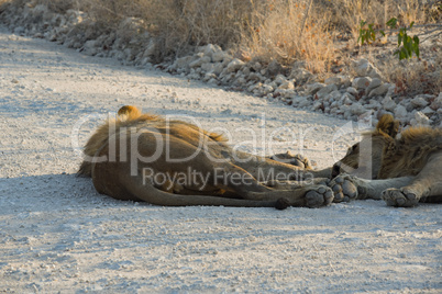 Löwen in Namibia Afrika