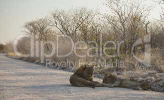 Löwen in Namibia Afrika