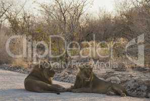 Löwen in Namibia Afrika