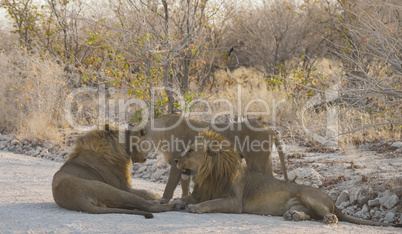 Löwen in Namibia Afrika