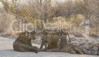 Löwen in Namibia Afrika
