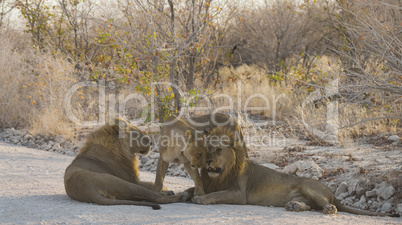 Löwen in Namibia Afrika