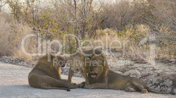 Löwen in Namibia Afrika