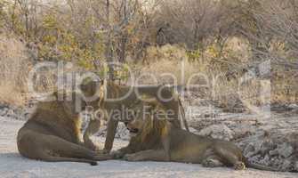 Löwen in Namibia Afrika