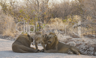 Löwen in Namibia Afrika