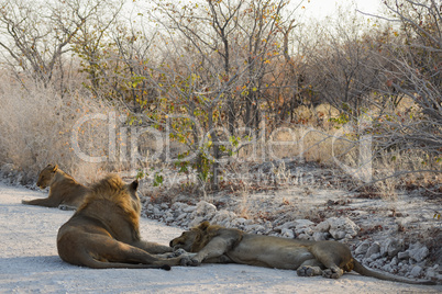 Löwen in Namibia Afrika