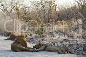 Löwen in Namibia Afrika