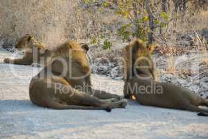 Löwen in Namibia Afrika