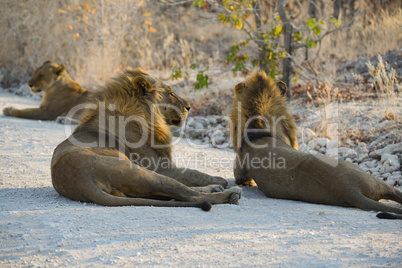 Löwen in Namibia Afrika