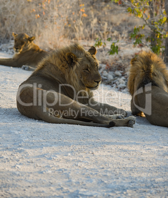 Löwen in Namibia Afrika