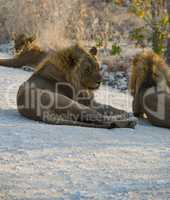 Löwen in Namibia Afrika