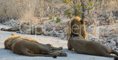 Löwen in Namibia Afrika