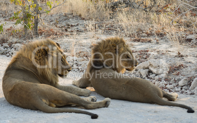 Löwen in Namibia Afrika