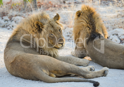 Löwen in Namibia Afrika