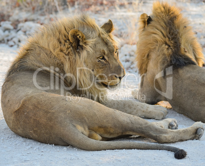 Löwen in Namibia Afrika