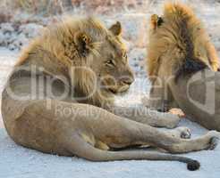 Löwen in Namibia Afrika