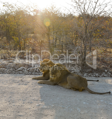 Löwen in Namibia Afrika