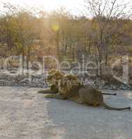 Löwen in Namibia Afrika