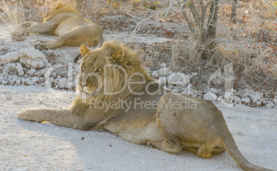 Löwen in Namibia Afrika