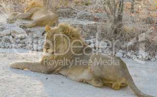 Löwen in Namibia Afrika