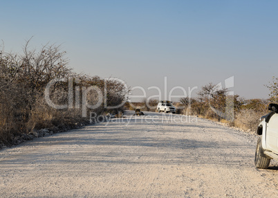 Löwen in Namibia Afrika