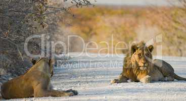 Löwen in Namibia Afrika