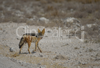 Schakal in Namibia Afrika