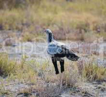 Sekretär in Namibia Afrika