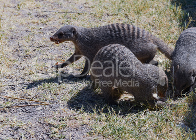 Zebramanguste in Namibia Afrika