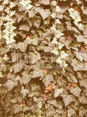 Retro looking Ivy picture