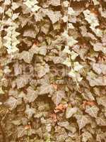 Retro looking Ivy picture