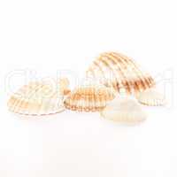 Shell picture vintage