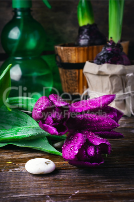 Bouquet of purple tulips