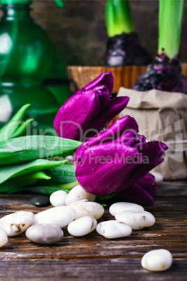 Bouquet of purple tulips