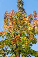Herbstbaum  im November bei sonnigen Wetter.