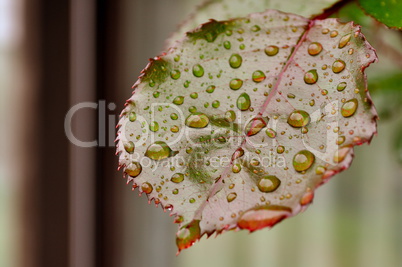 water drop water drop