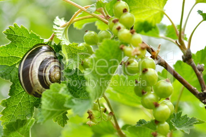 snail on currant