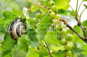 snail on currant