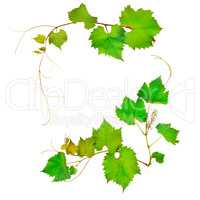 vine and leaves isolated on white background