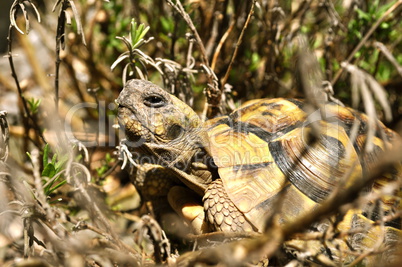 greek turtle