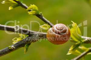 snail