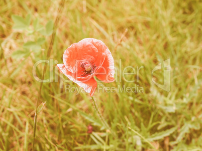 Retro looking Papaver flower