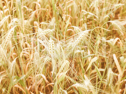 Retro looking Barleycorn field