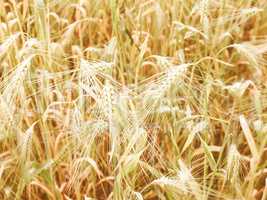 Retro looking Barleycorn field