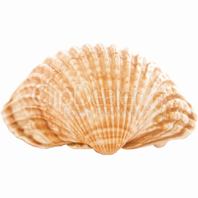 Shell picture vintage