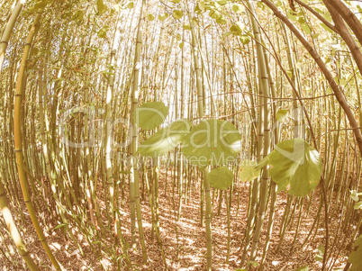 Retro looking Bamboo tree